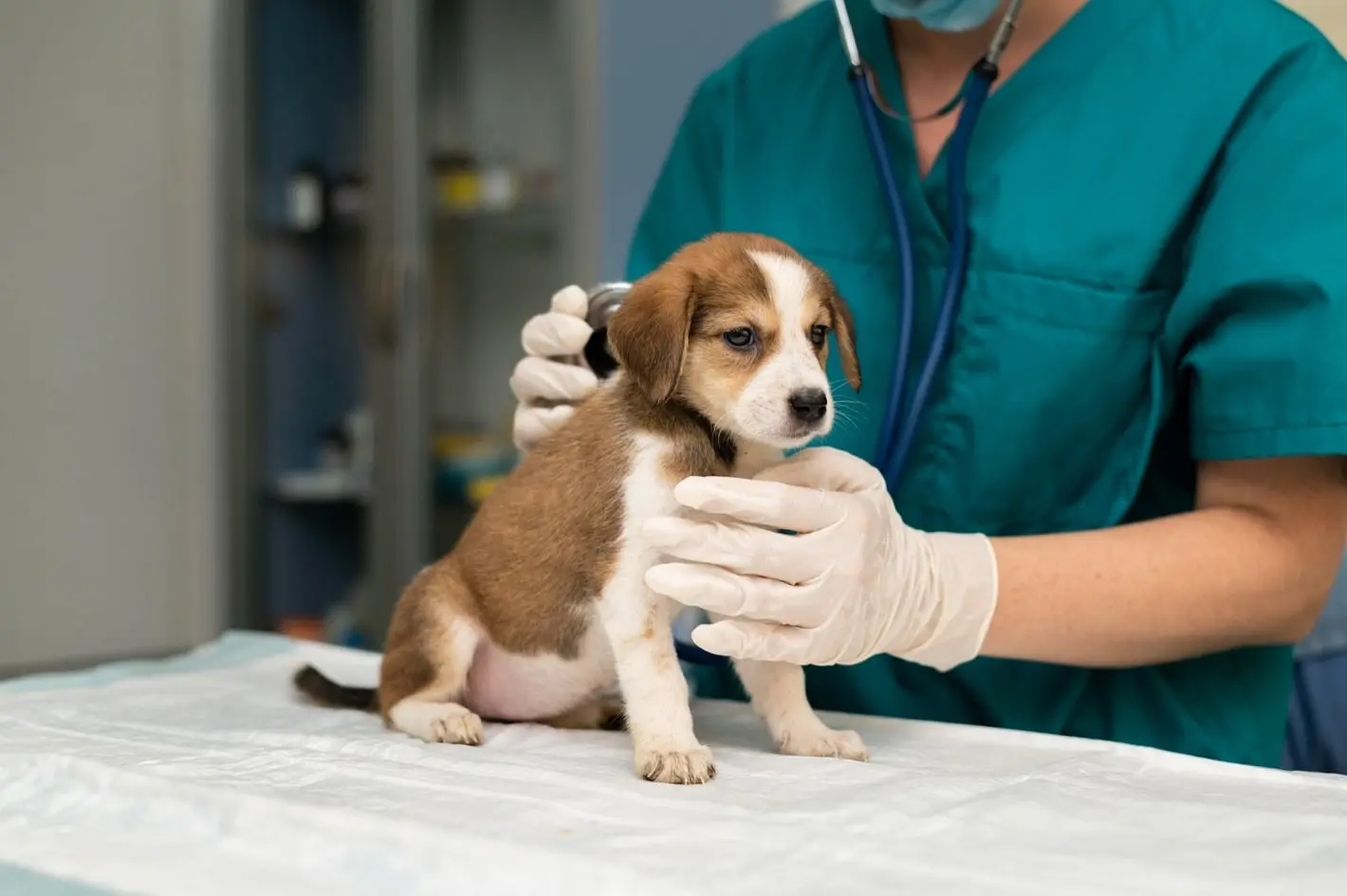 Mirai - Clinica Veterinária Vargem Grande Paulista